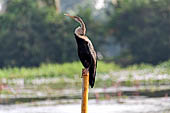 Kerala backwaters, our three hours neighborhood tour in the narrow canoe towards Vembanad Lake and along one of the  narrow canal running near our guest house at Kumarakom. 